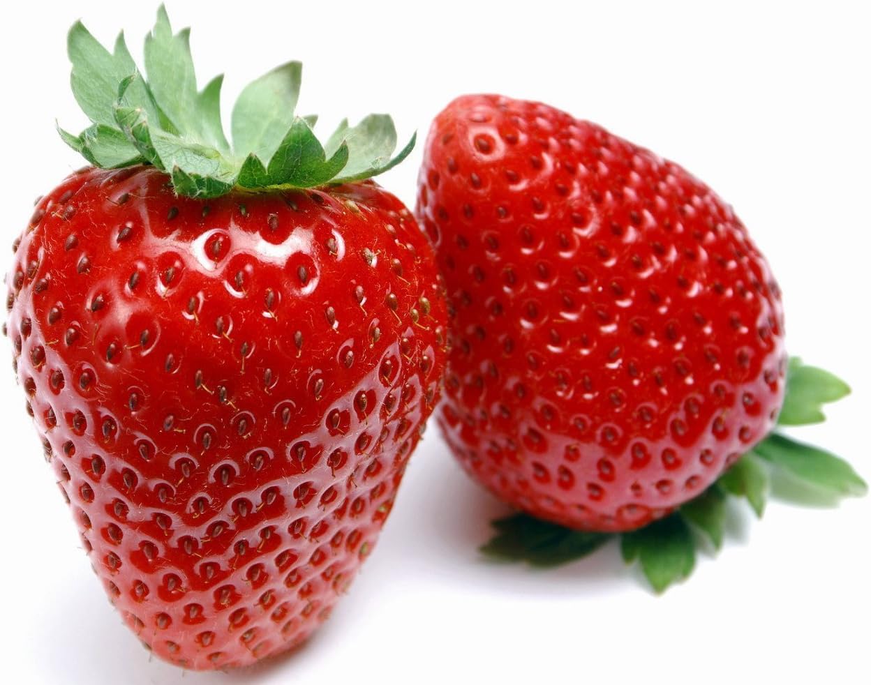Eversweet Everbearing Strawberry 10 Bare Root Plants
