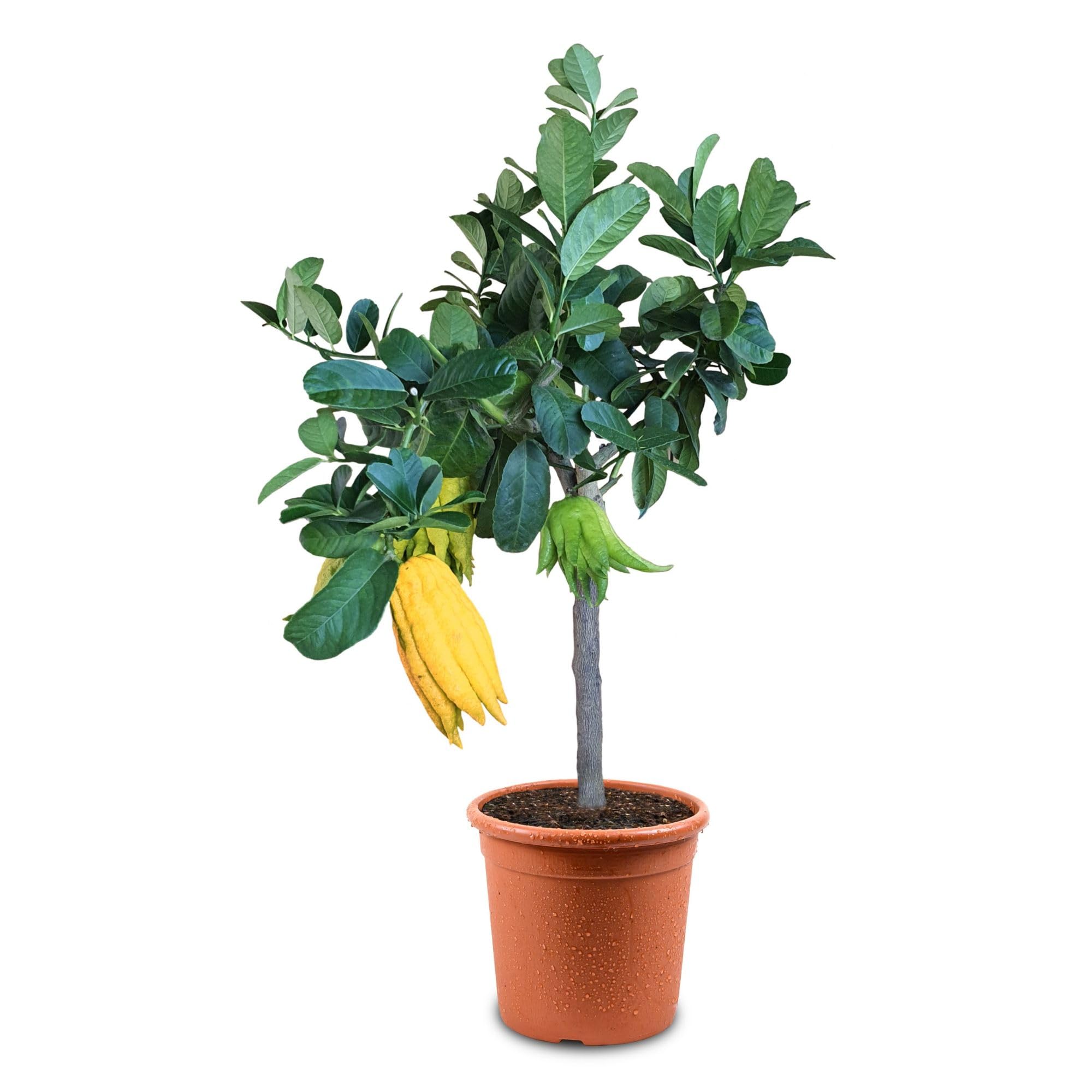 Cedro "Mano di Buddha" Cedro Agrumi di Sicilia pianta in vaso ø20 cm