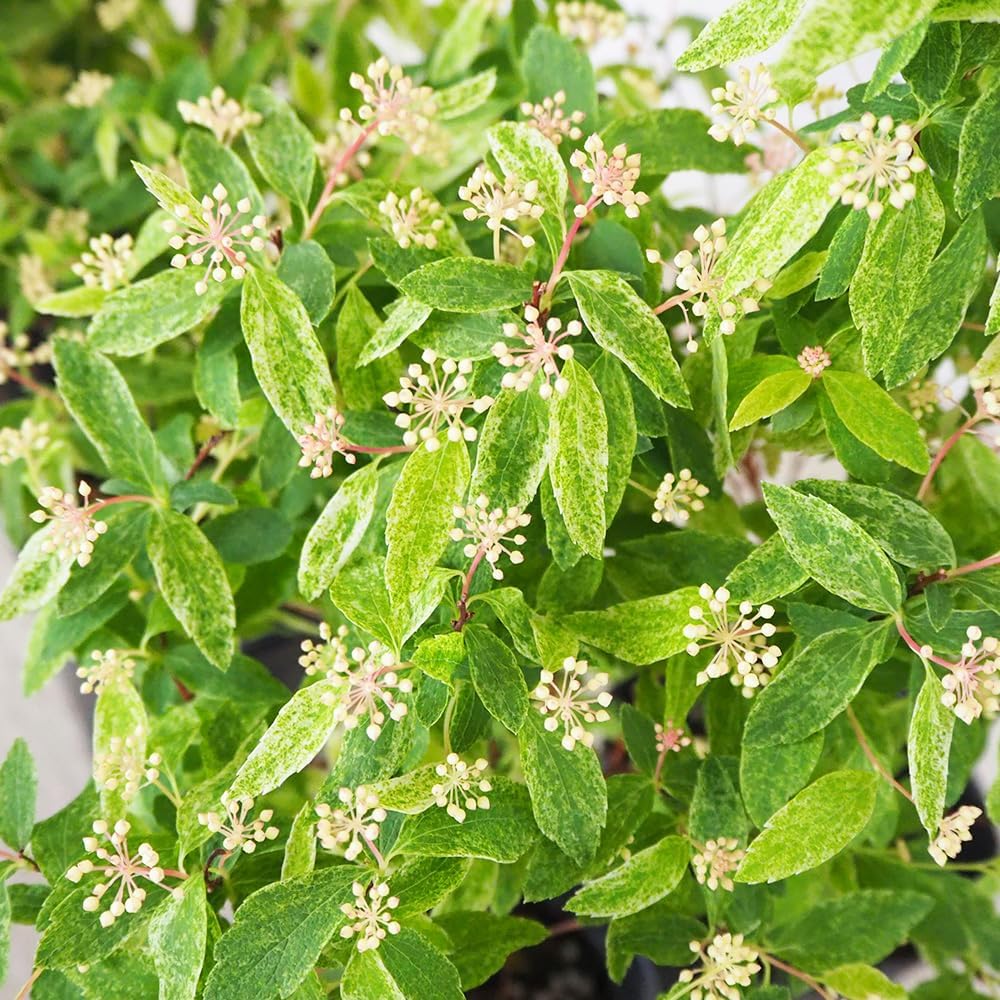 斑入りドワーフナムワ 希少バナナ苗② 斑入りドワーフナムワ 希少