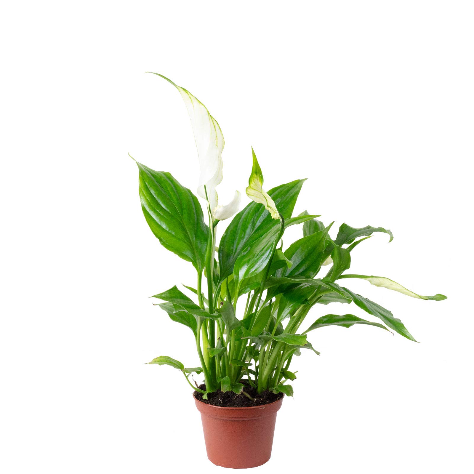 jose buono variegata Philodendron 'Jose Buono' | Philodendron Ilsemanii | Bloombox Indoor and Garden Plants main image 0