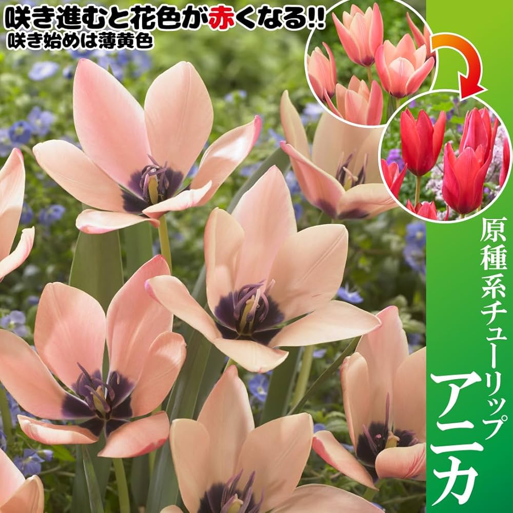 希少【冷蔵】チューリップ 原種系『アニカ』地植えも水耕栽培も長持ち咲き♪ 希少【冷蔵】チューリップ 原種系『アニカ』1球 地植えも水耕も