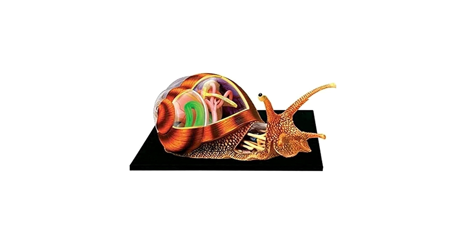 4D VISION SNAIL ANATOMY MODEL 動物解剖 カタツムリ m95087499067_1.jpg?1725840316