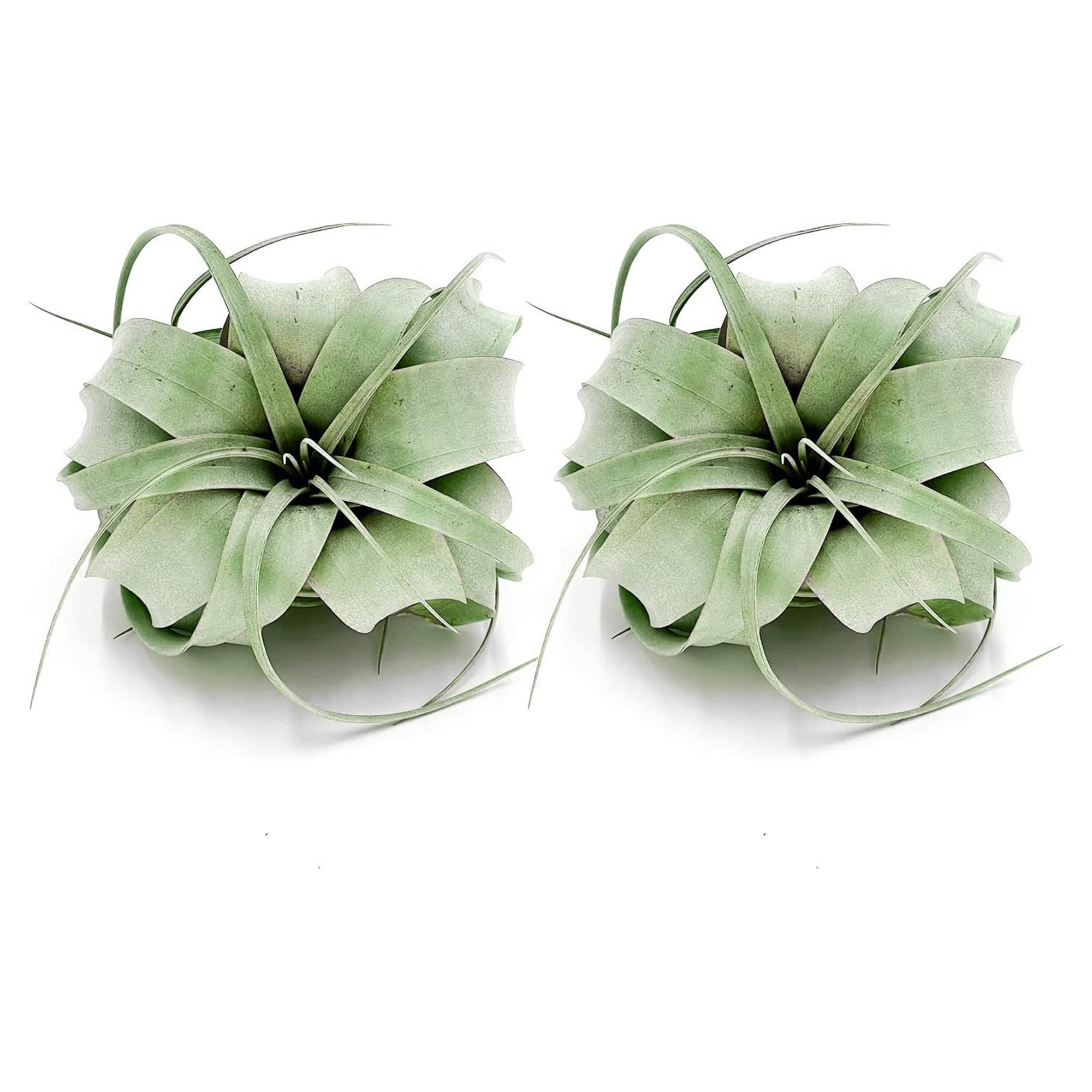 ragnaroc Xerographica Air Plants