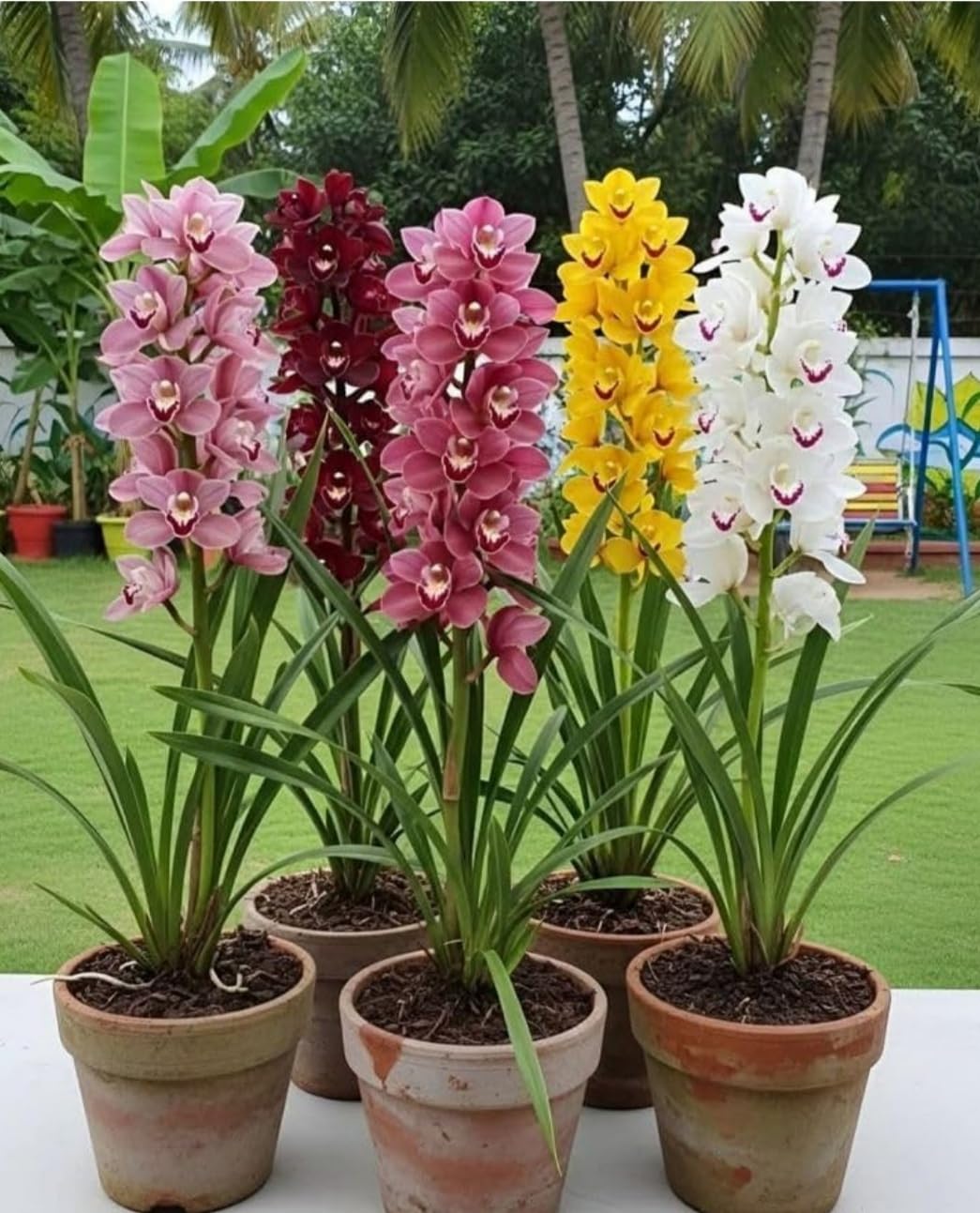 Original "Orchid "Live Plants Mixed Colour Decorative Flower Combo Set (3 Prices) Outdoor & Indoor Plant-image-5
