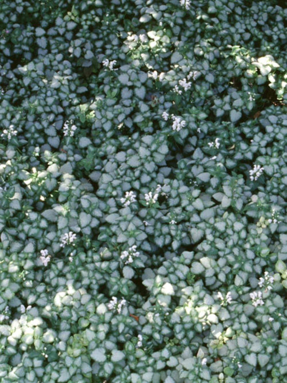 Perennial Farm Marketplace Lamium White Nancy