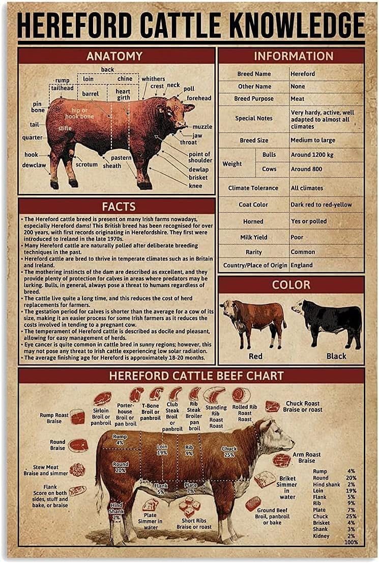 NMKJHLK Hereford Cattle Knowledge Metal Poster School Home Education Classic Plaque Men Cave Cafe Bar Club Outdoors Farm Family Wall Decor Personalized Aluminum Signs 16x24 inches