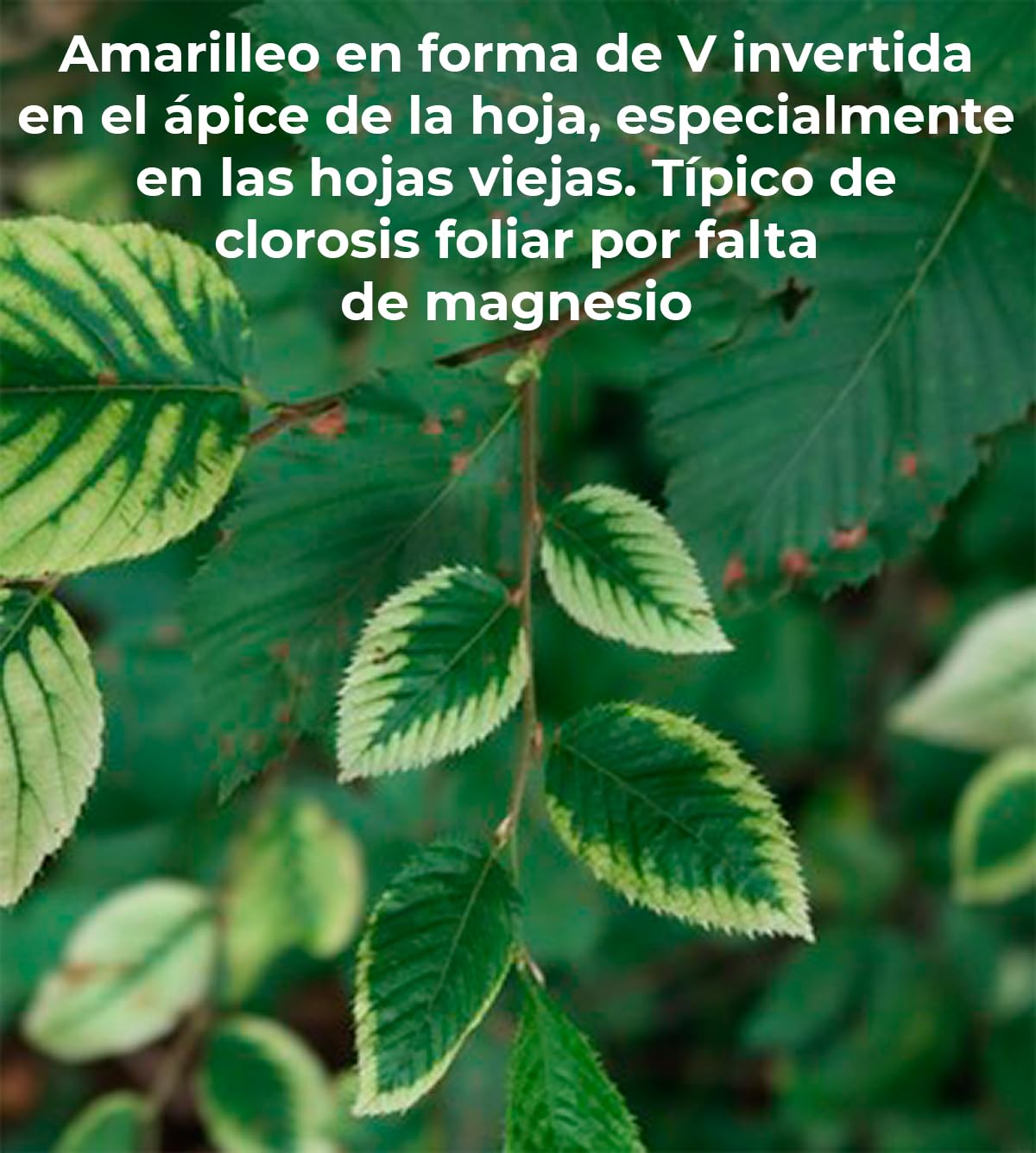VERAN Fertilizante de Magnesio y Azufre, para Huerto y Jardín | Sulfato de Magnesio | Sales de Epsom | Fertilizante 100% Natural | 100% Soluble en Agua (3Kg)