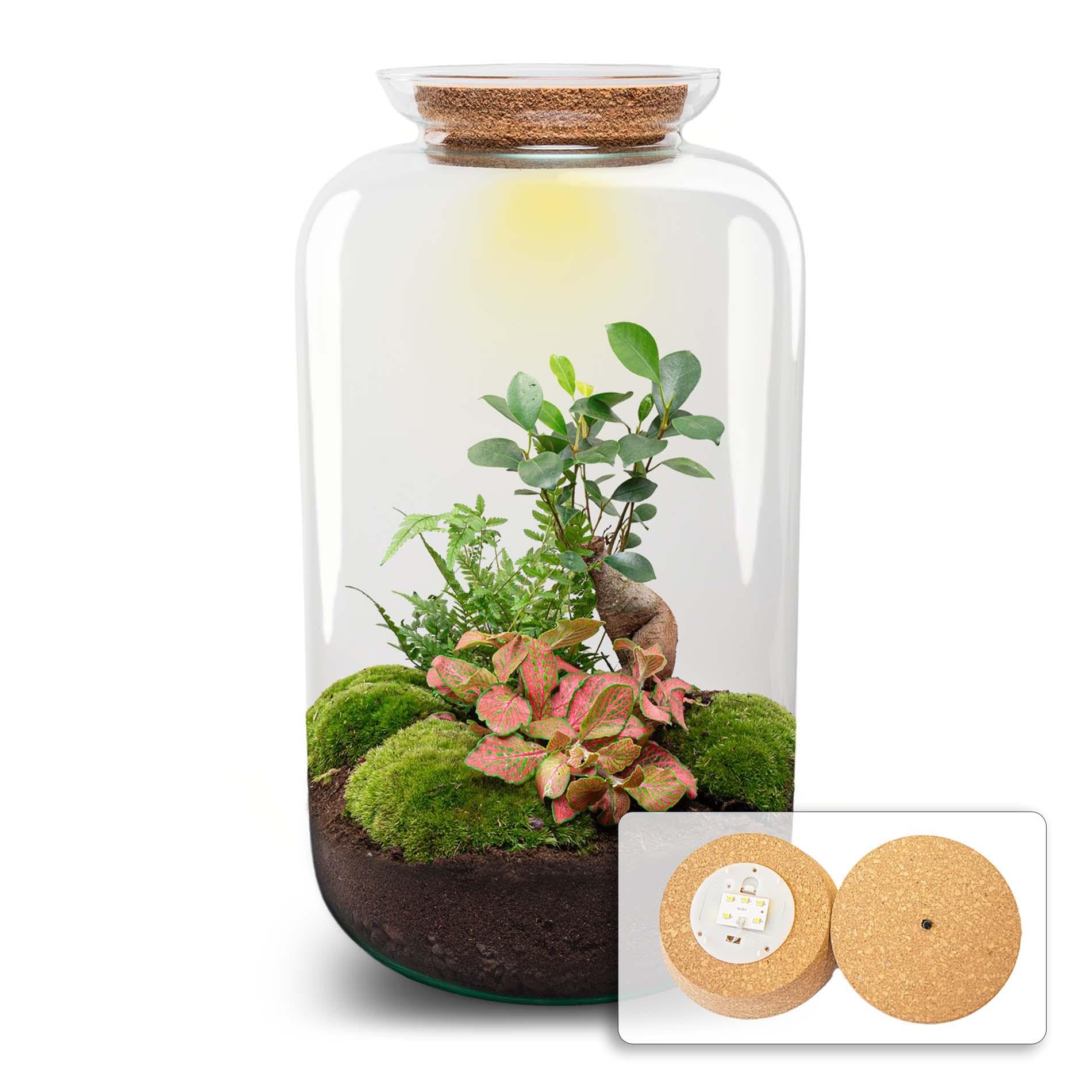 DIY Terrarium aus Glas, Flaschengarten mit Beleuchtung, Grün, H 43 cm