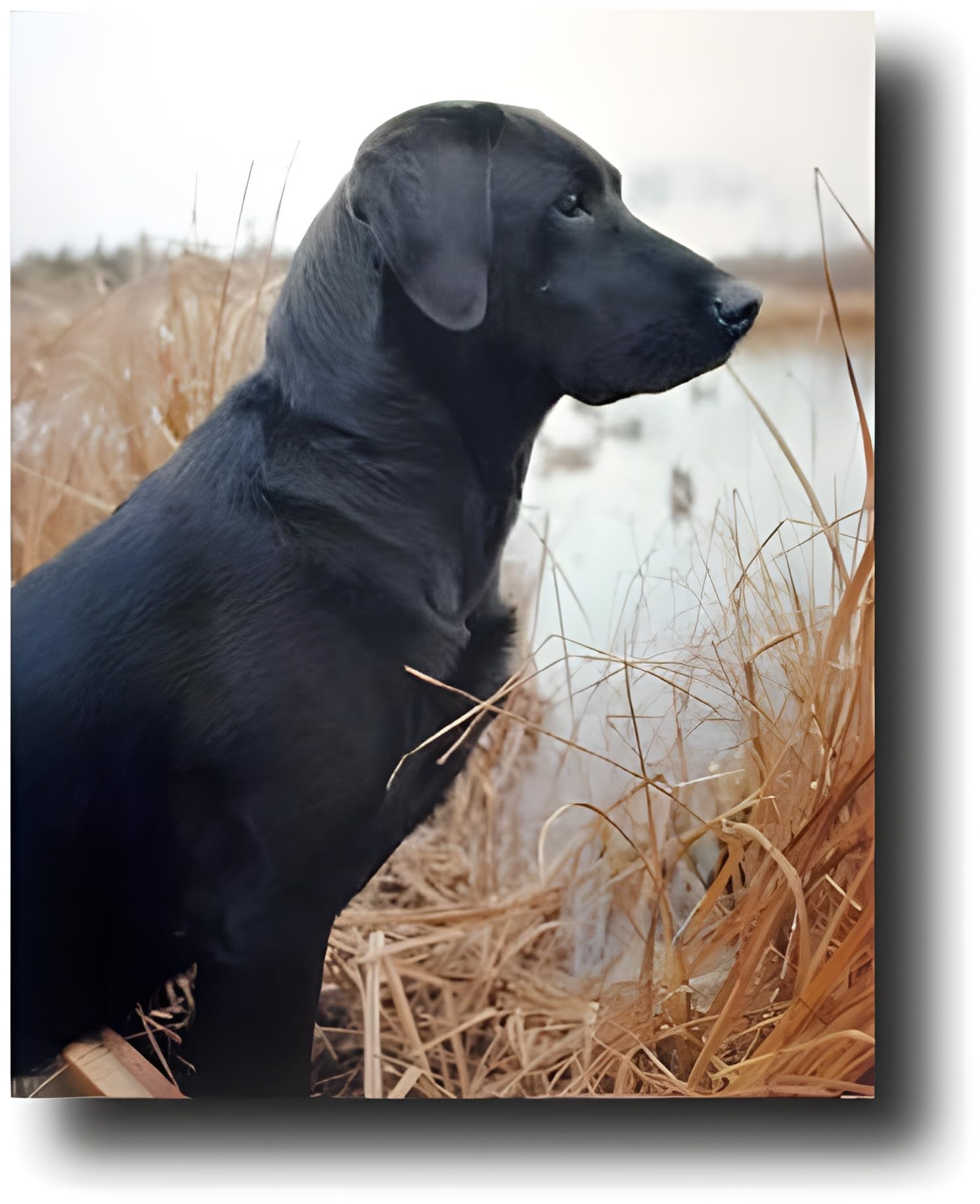 9139 Black Labrador With Blue Fascinator Poster Print- Funky Fab (18 X Black Labrador - Hippie Hound Studios Spring House and  main image 4