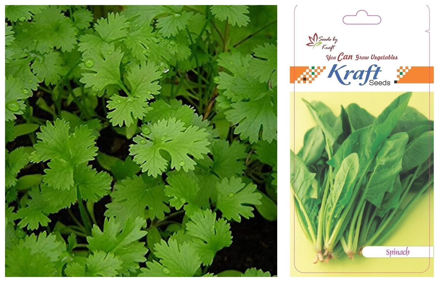Kraft Seeds by 10CLUB Vegetable Coriander Seeds for Home Gardening (1 Packet , 10gm) | Leafy Winter Vegetable Seeds for Home Garden | Fresh Vegetable Planting Seeds for Kitchen | Organic Seeds (B09XMRWX6P) Amazon Price History, Amazon Price Tracker