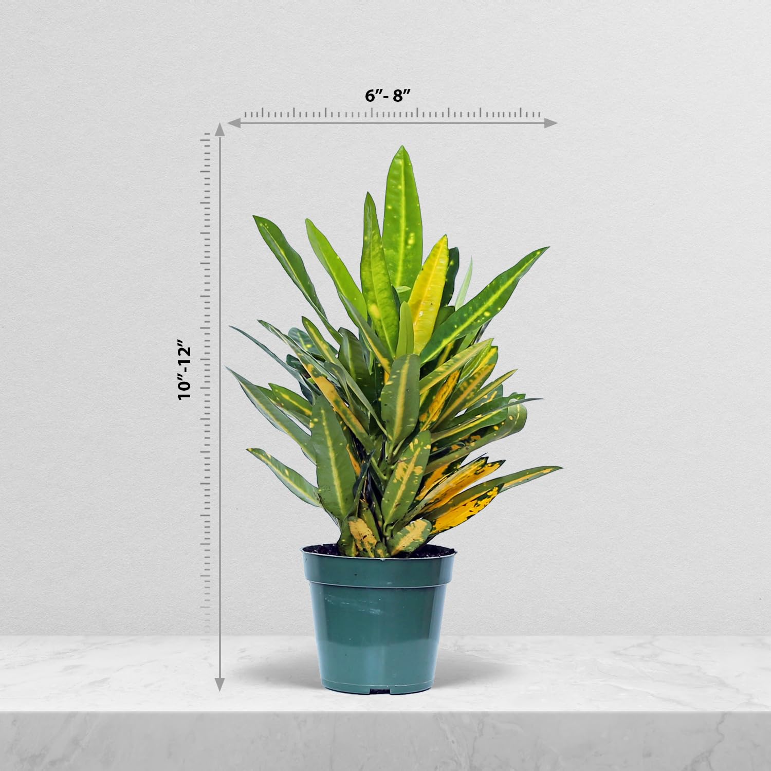 good fertilizer for indoor plants Houseplant Fertilizer  The Groovy Plants Ranch LLC