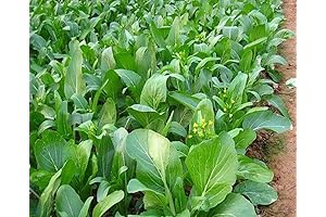 3500 Yu Choy Sum Seeds - Cải ngọt - Chinese Flowering Cabbage,...