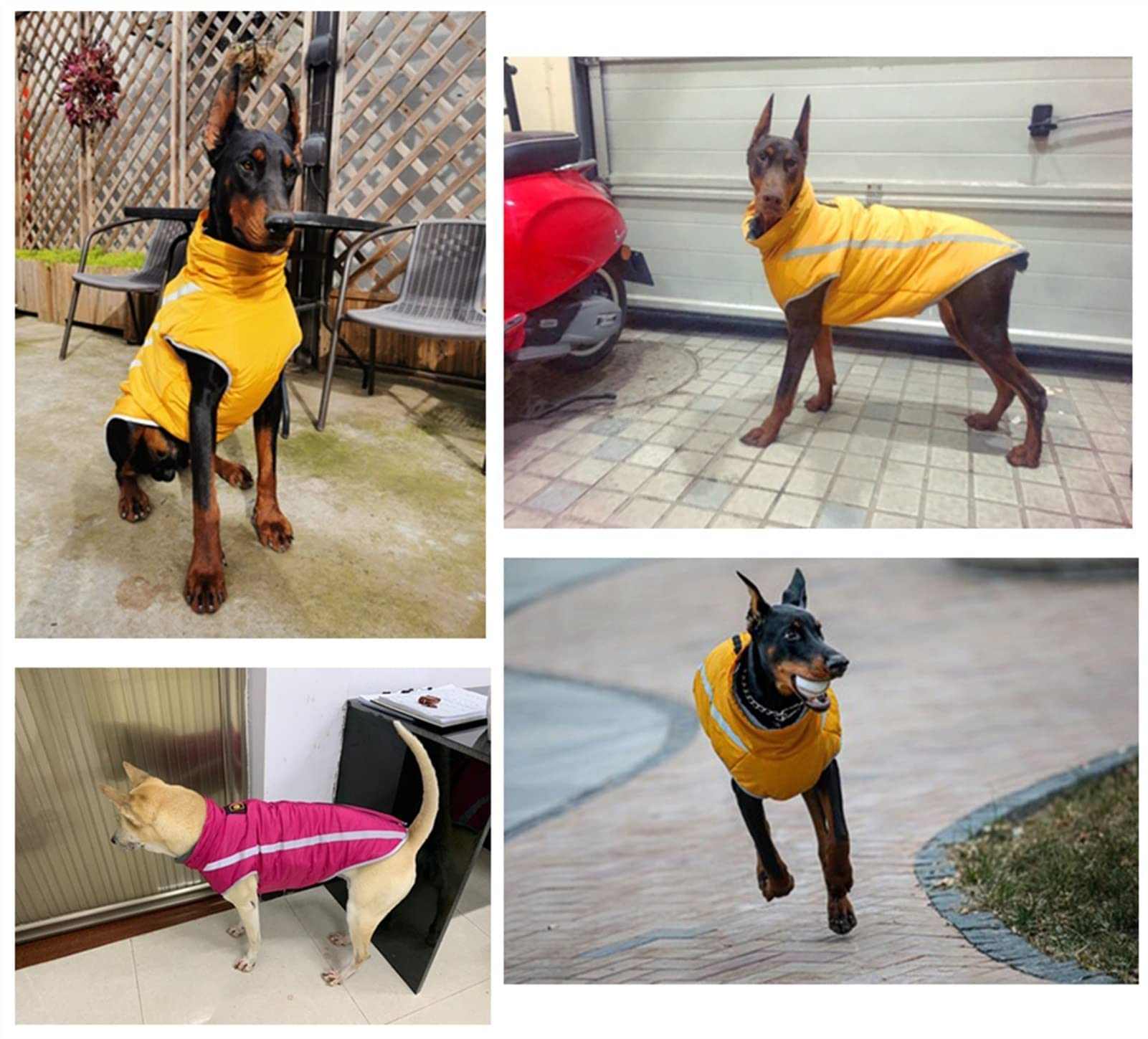 Amazon.co.jp: 大型犬用ドッグコートシックンジャケット、ハーネス