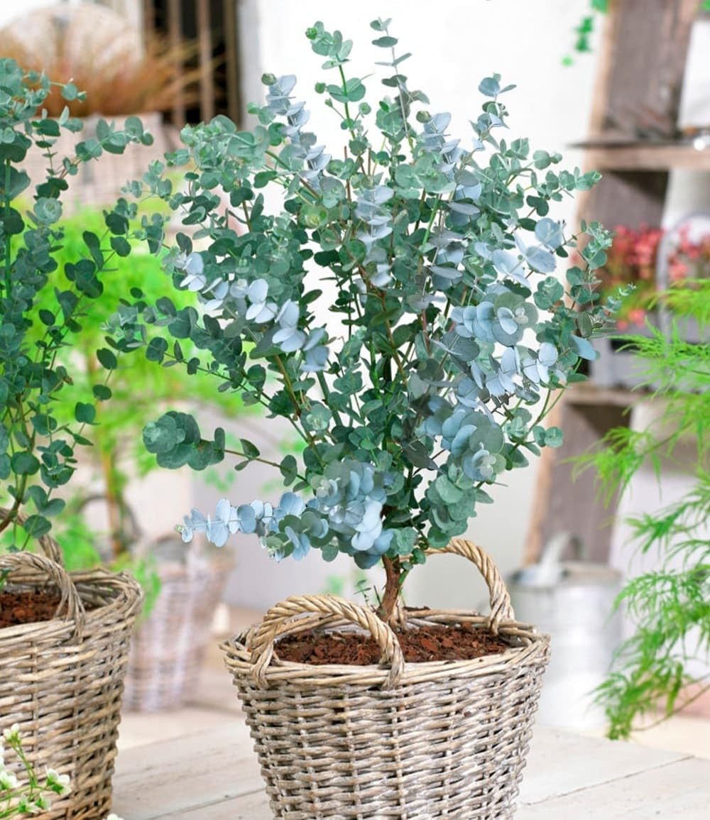 BALDUR Garten 1x Winterharter Eukalyptus Azura® im XXL-Topf, Pflanze im 15 cm-Topf, Eucalyptus gunnii, Azura, winterhart bis -20 °C, mehrjährig, intensiv duftend, vertreibt Fliegen