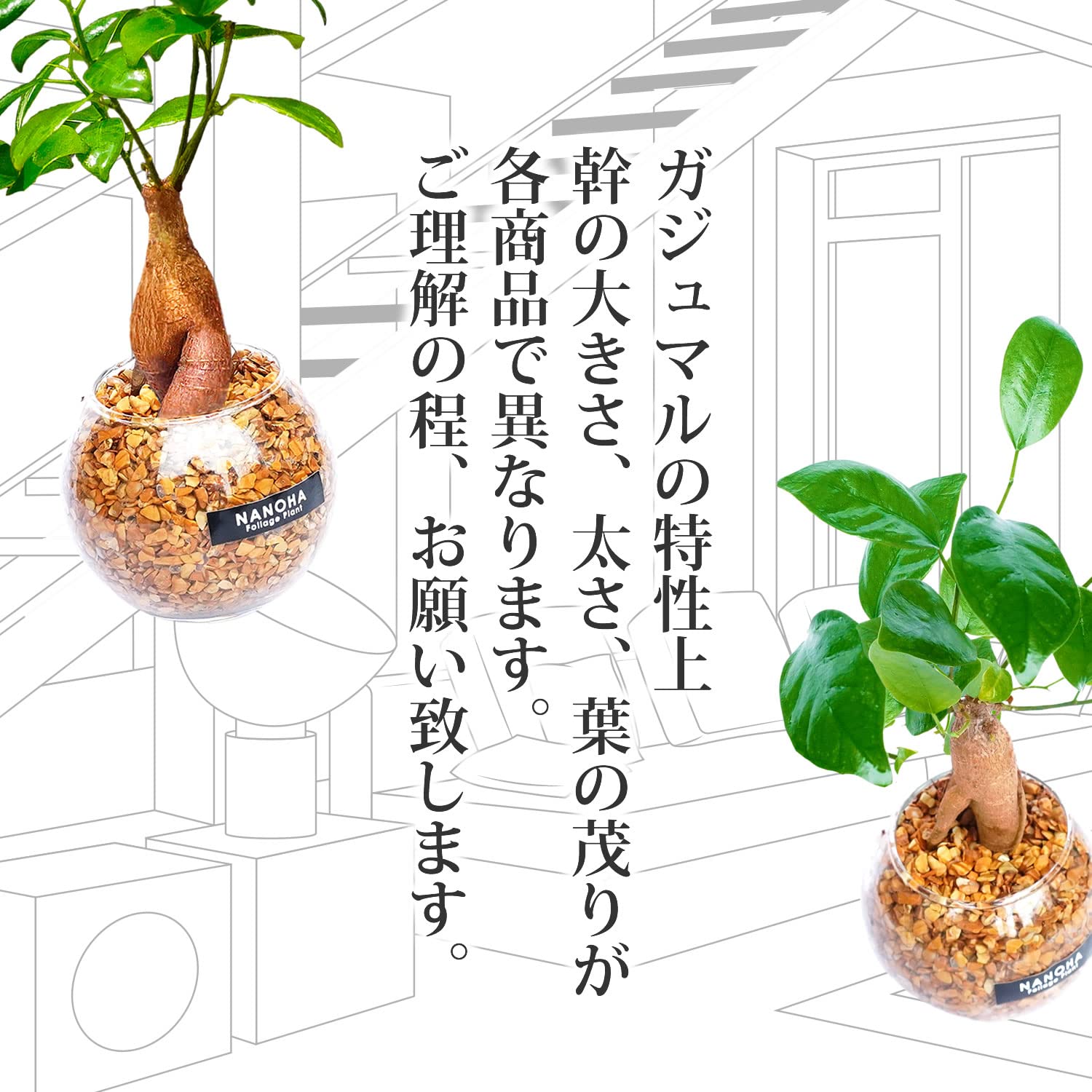 Amazon｜ガジュマル 木花砂利 木目模様 ガラスボール 土を使わず衛生的