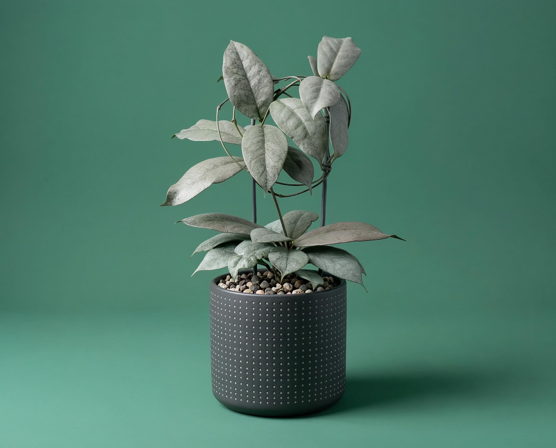 Hoya mitrata Silver – silbrig gesprenkelte Wachsblume – lebende Zimmerpflanze, ca. 10 cm hoch, im 8 cm Kulturtopf