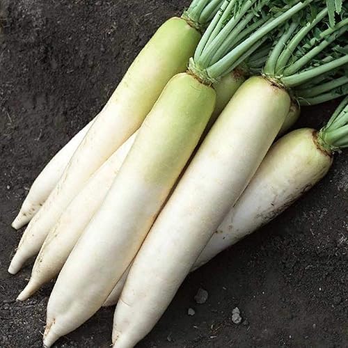 Rábano Daikon  5 libras  214,000 semillas  Sin OMG, reliquia, polinizado abierto  Semillas de hortaliza, germinación y micro verduras