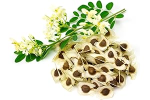 Moringa Seeds 25CT Moringa Oleifera - Moringa Tree Seeds - Malunggay- Non-GMO...