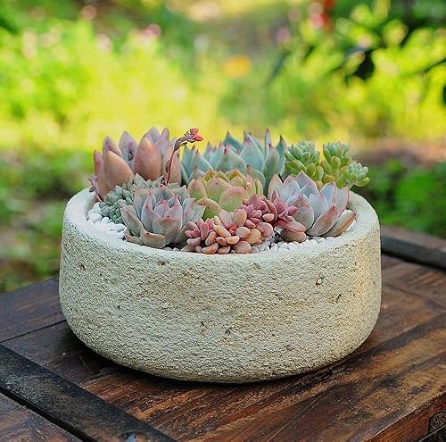 Miniatura 5 de 500pcs Mezcla de semillas suculentas raras para plantar, bricolaje bonsái planta ornamental resistente perenne