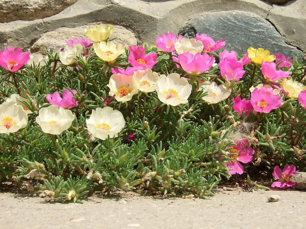 Creative Farmer Pathumani Chedi (Portulaca) Moss Rose For Golden/Yellow Flowers All Spring And Summer Live Plant (Healthy Live Plant) (B09SCX4DYB) Amazon Price History, Amazon Price Tracker