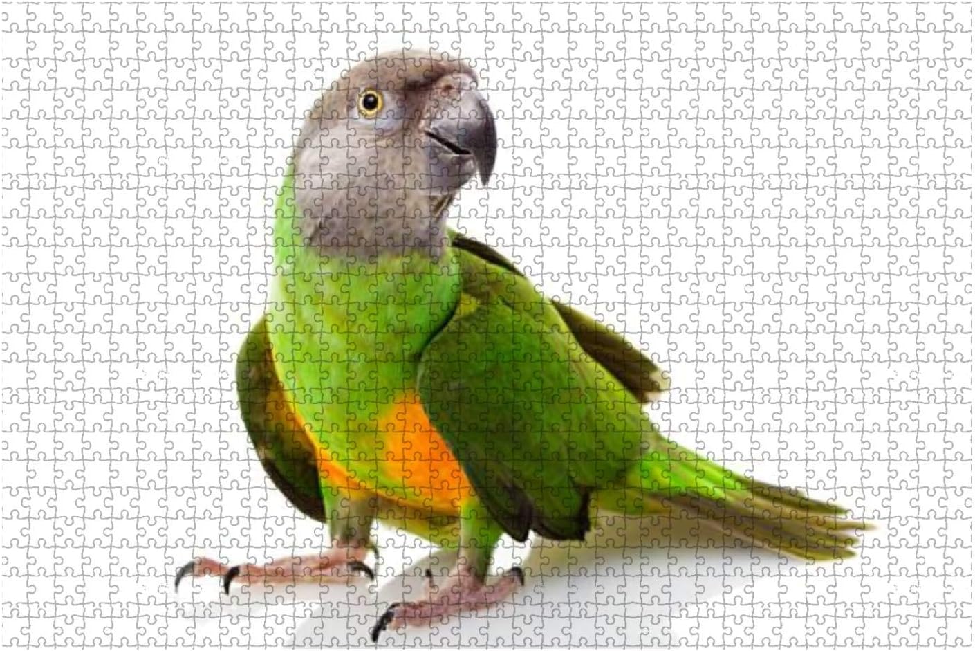 500 Piece Senegal Parrot Yellow Parrot Stock Pictures