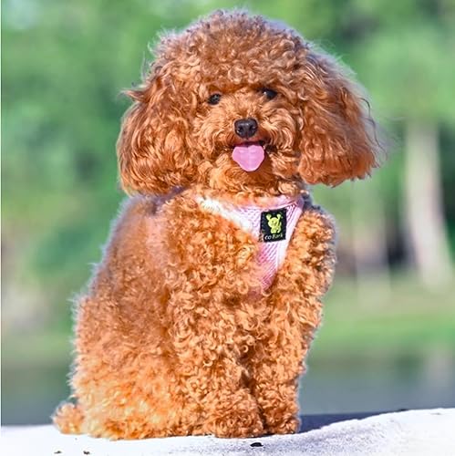 Miniatura 6 de EcoBark - Arnés reflectante para perro, arnés de malla ultra acolchado para perros miniatura, pequeños y medianos, respetuoso con el medio ambiente,