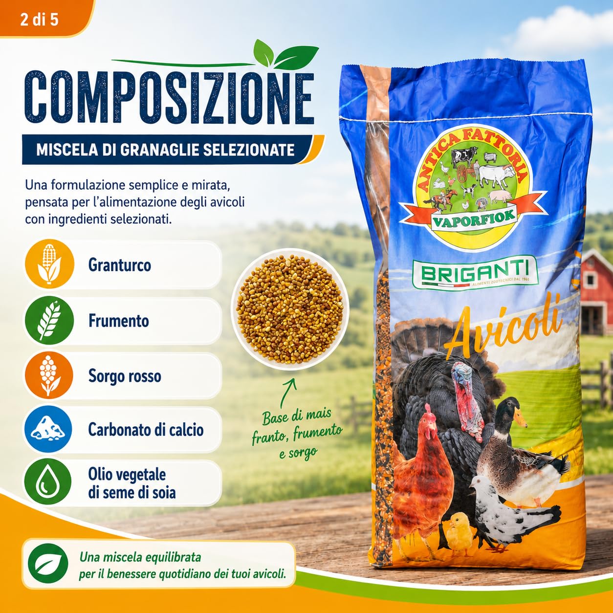 Becchime per Polli e Galline, Mais Franto, Frumento e Sorgo, 25 kg Chicco Gold ideale come alimentazione da mantenimento