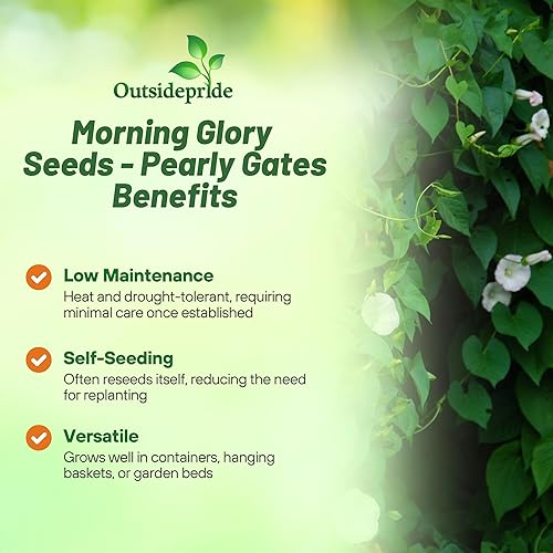 Miniatura 3 de Outsidepride 500 Semillas Anuales Ipomoea Tricolor Morning Glory Puertas nacaradas Escaladas Semillas de flores de vid para plantar