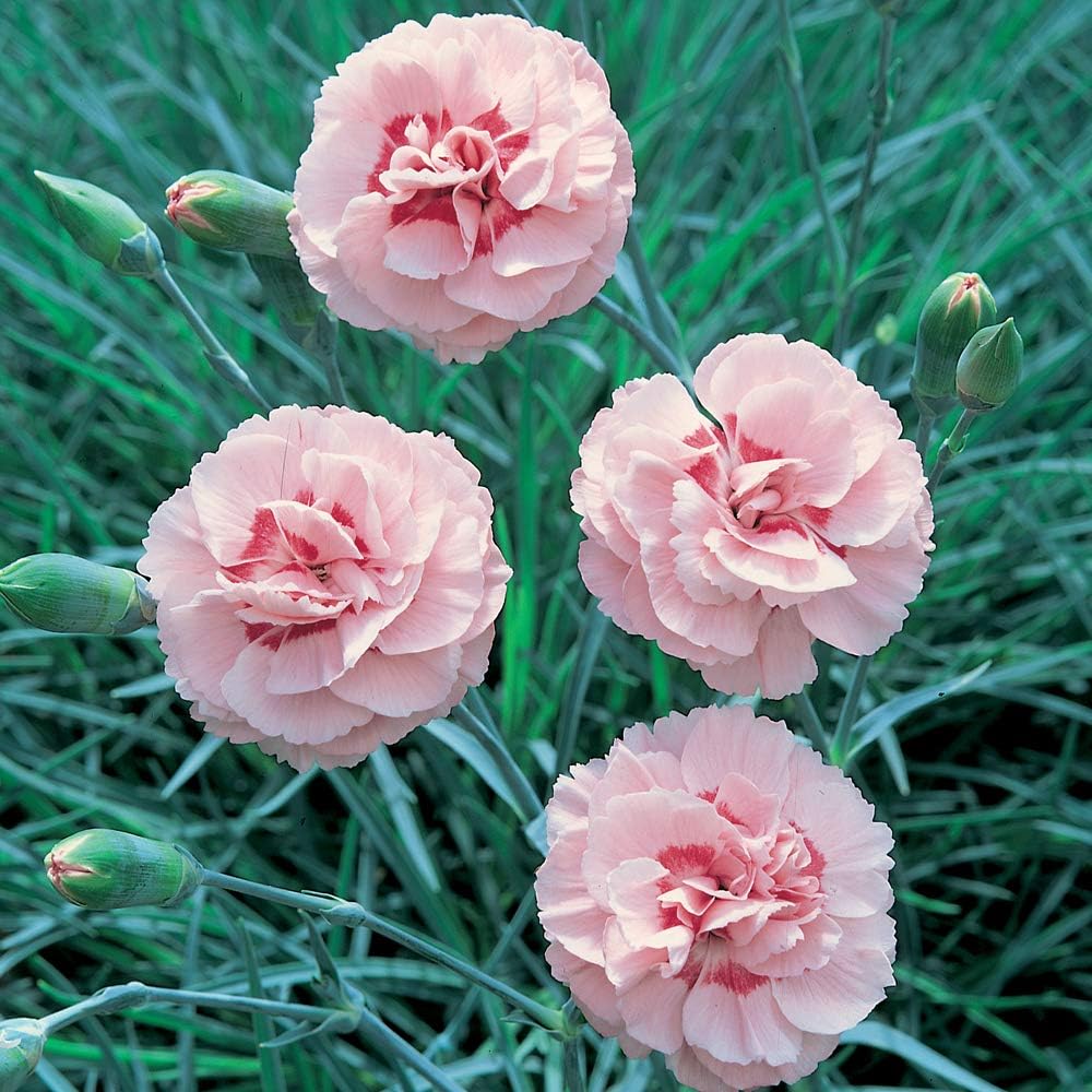 Dianthus Pinks Doris Carnation Hardy Perennial Pink Double Flowers