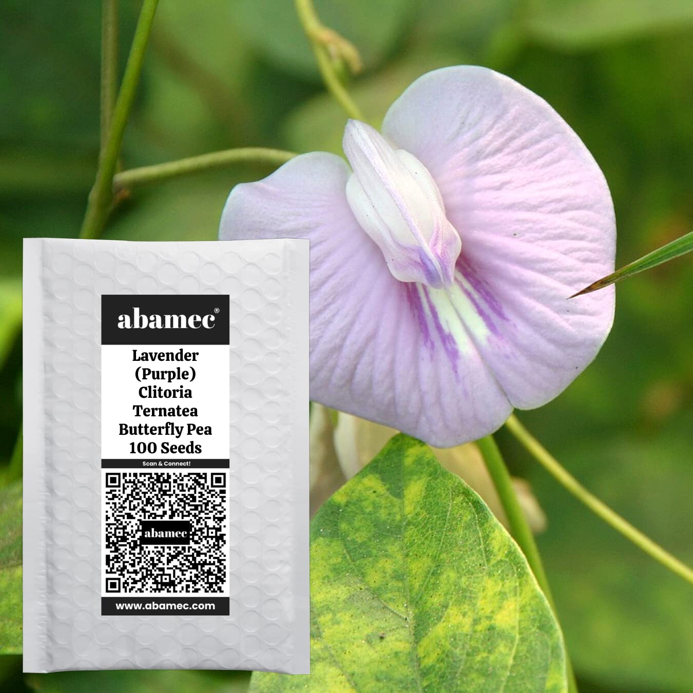 Aparajita Lavender Flower Plant Growing Seeds, Beautiful and Rare Clitoria Ternatea, Lavender/Purple Butterfly Pea Seeds for Growing - 100 Seeds (B09Z72987T) Amazon Price History, Amazon Price Tracker