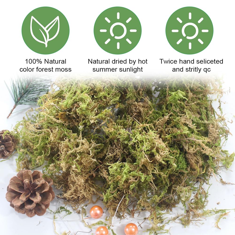 Sphaigne,Sphaigne pour Plante,Mousse De Sphaigne pour Plantes,Sphagnum Moss,Sphaigne pour Plante Intérieur,pour Plantes Carnivores Ou Orchidées