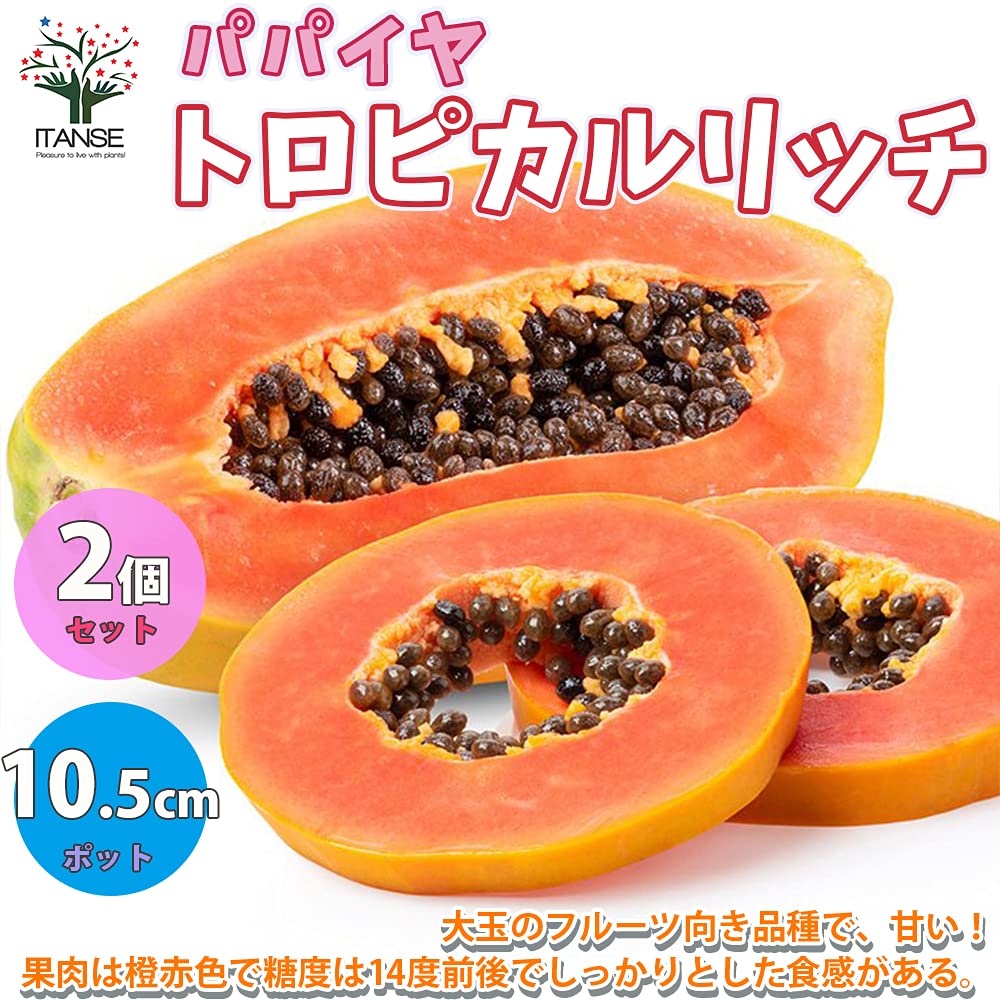 Amazon.co.jp: パパイヤ トロピカルリッチ10.5cmポット苗【品種で