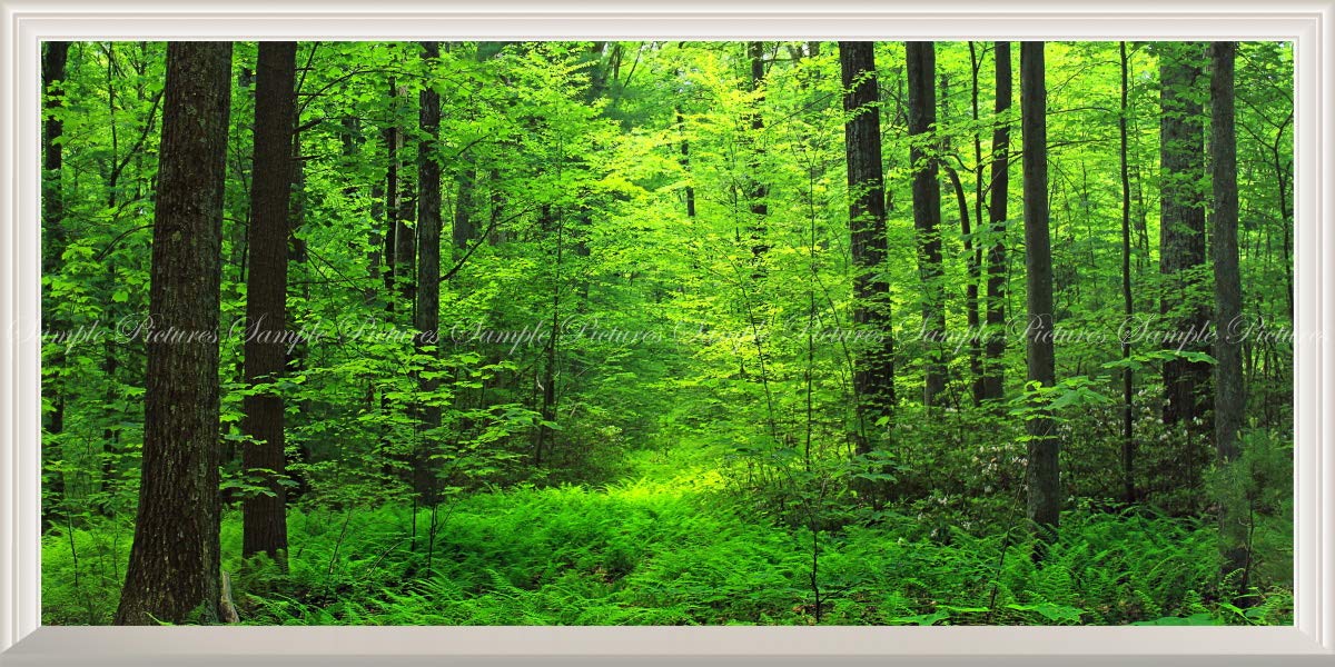 パノラマ版／扉なし窓仕様】-窓の景色- 森林 森林浴 目の保養 壁紙ポスター