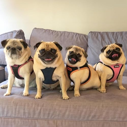 Miniatura 7 de Best Pet Supplies - Arnés de malla para todo clima  de felpa, reflectante, sin tirón para perros pequeños, medianos, gatos - Se asegura con cierre