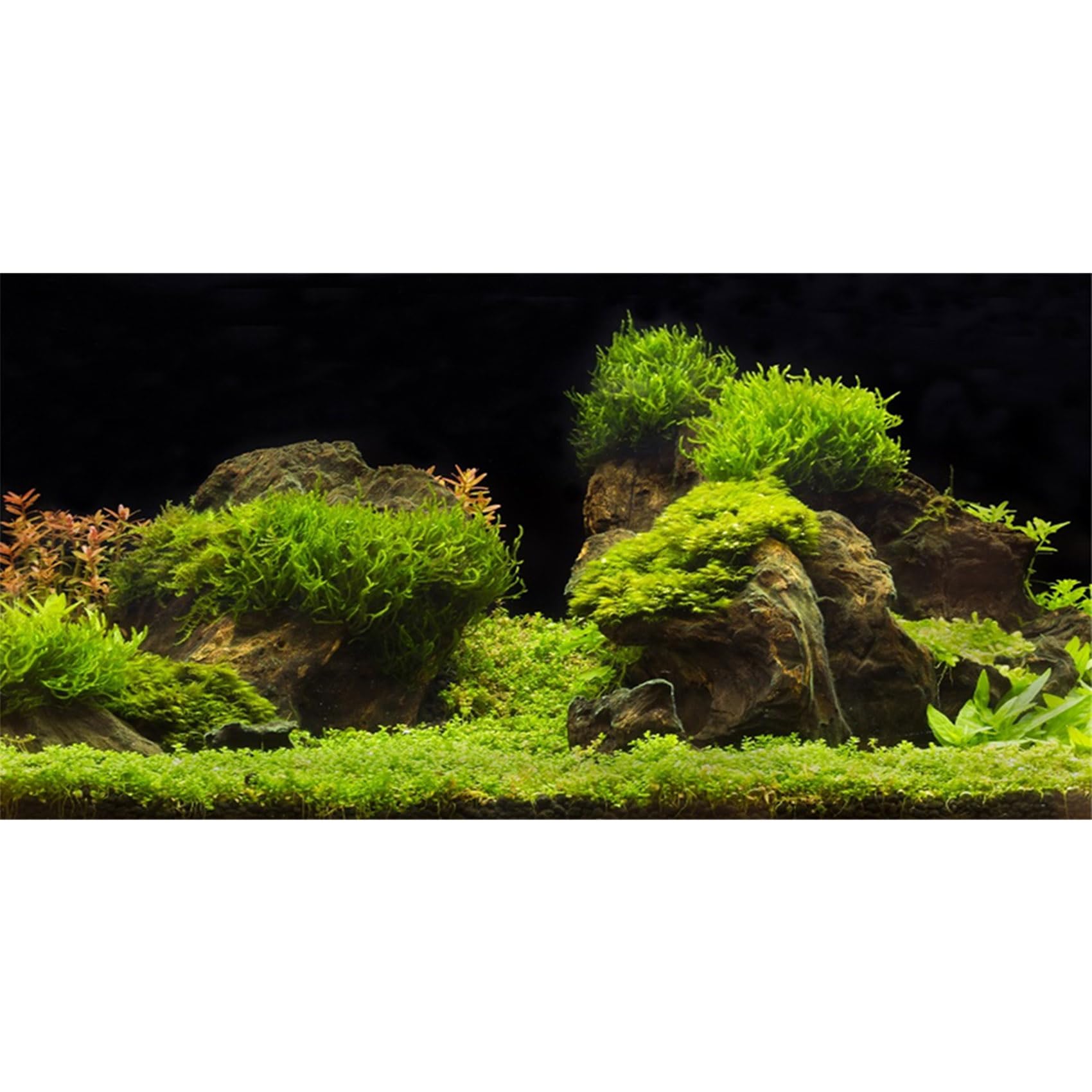 MIRRORANG 61x41cm Aquarium Background Water Grass Fish Tank Background Decoration Aquatic Plant Fish Tank Background โ image 1
