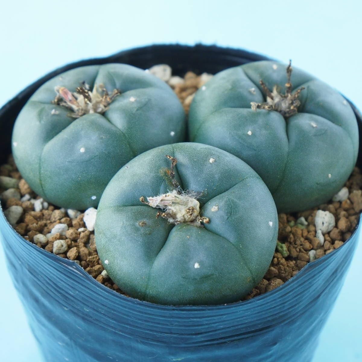 サボテン烏羽玉29本 サボテン（烏羽玉）｜園芸日記bywom｜みんなの趣味の園芸｜18047