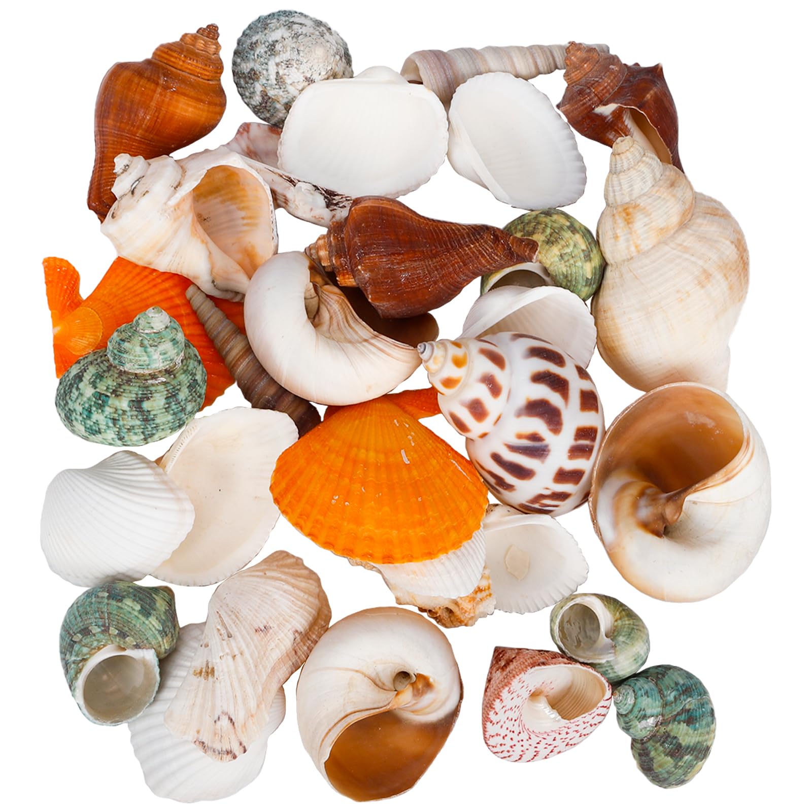 liomey Sea Shells Mixed Ocean Seashells 11 Kinds 1.4"-2.6" Various Sizes Natural Shells and Starfish for Christmas Home Decor, DIY Crafts, Fish Tank and Vase Fillers, Beach Party Supplies