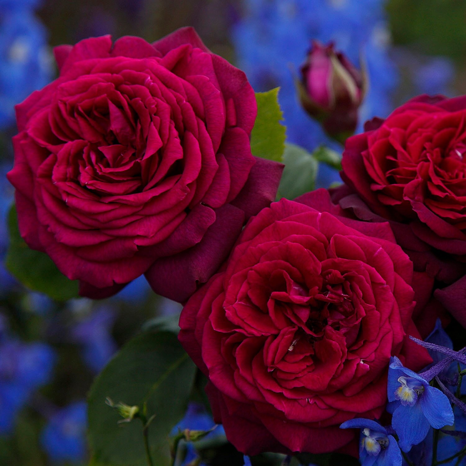 GARTEN SCHLÜTER® Stark duftende rote Edelrosen Gräfin Diana - 5 Liter