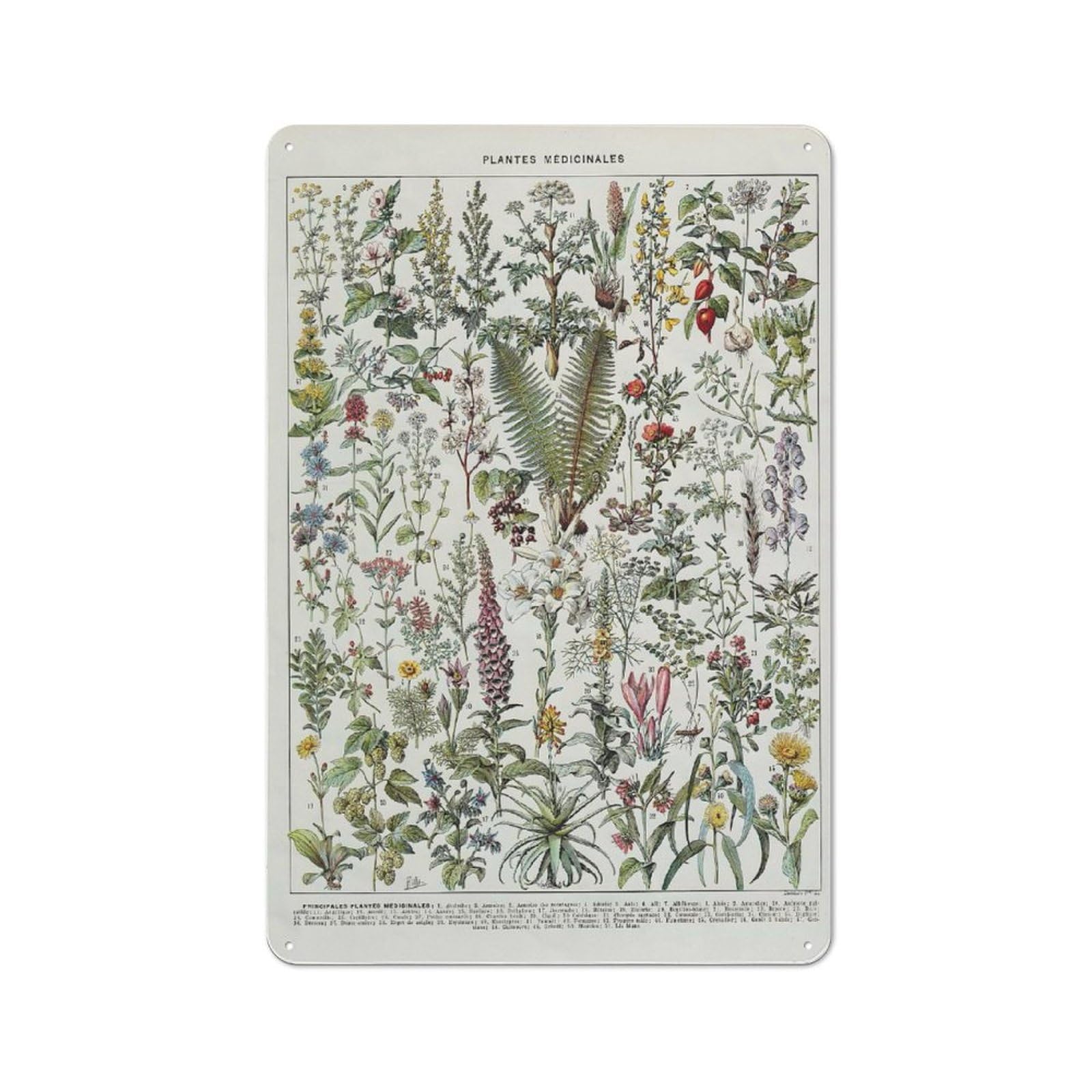 Junmoney Style-2 Medicinal Flowers Tin Sign 30X20cm, Creative Studio Wall Plaque For Hobby Room, Office, Lounge Or Living Room