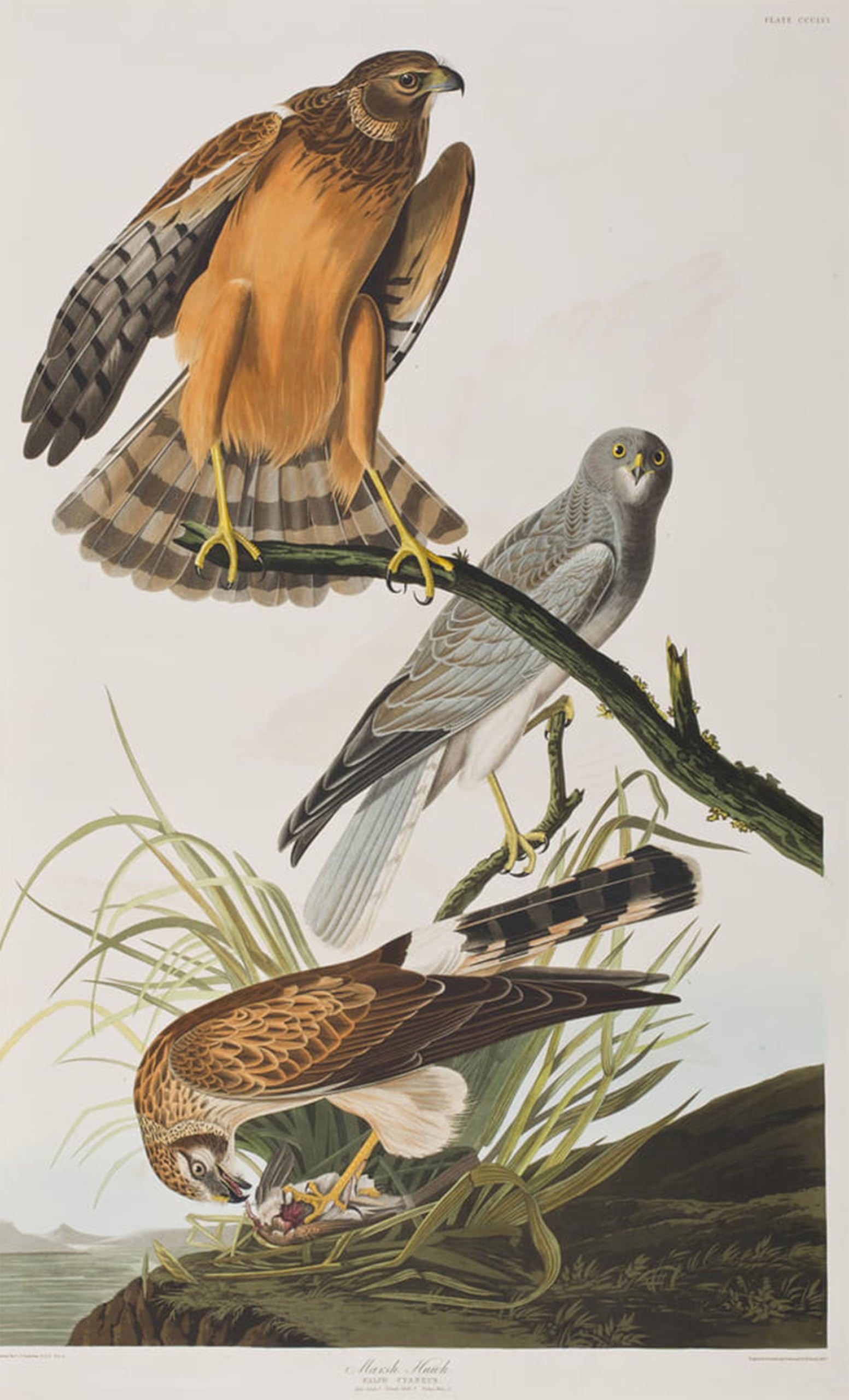 SERENDIPITP Vintage Picture Print on Canvas Wall Art Poster Illustration From birds of America by John Jamess Audubon Artwork Print Poster for Wall Decor 60x90cm