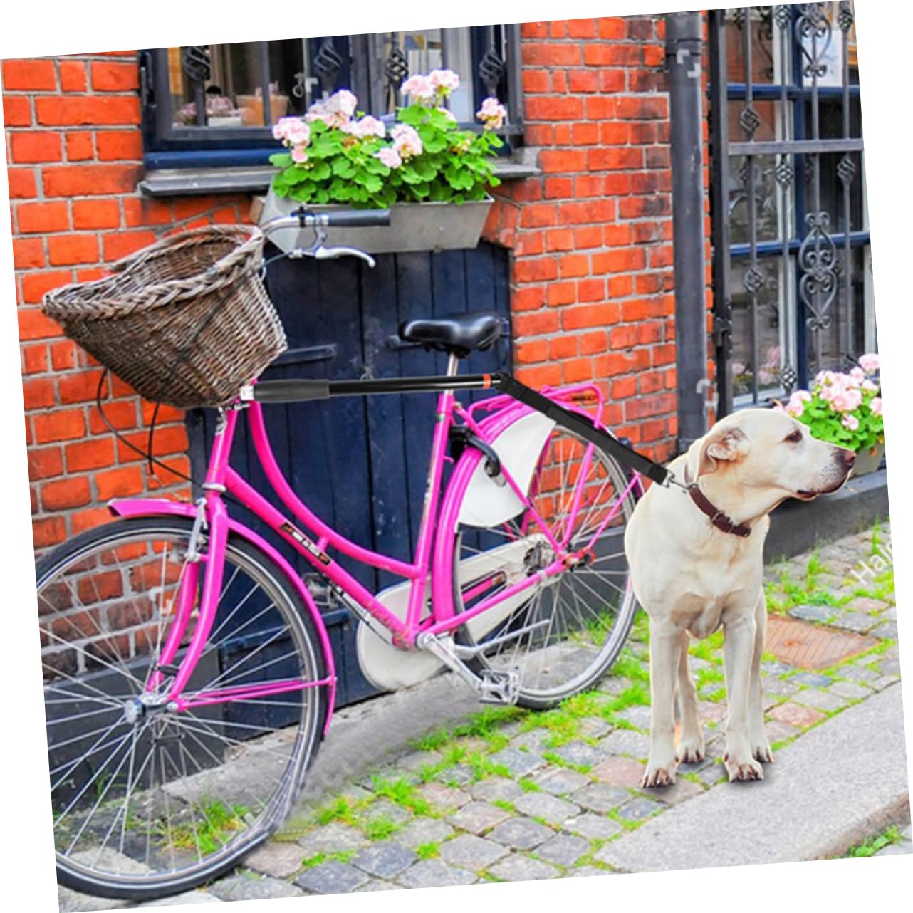 TOYANDONA Laisse de Vélo pour Laisse de Traction pour Animaux de Compagnie pour Entraînement Compatible avec Grands Facile à Installer Votre Vélo