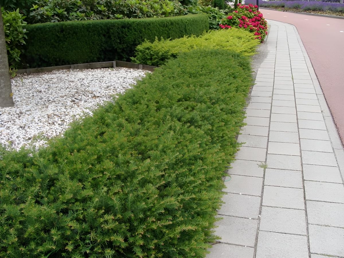 Stauden Gänge 10 x Taxus baccata 'Repandens' Bodendeckereibe winterhart