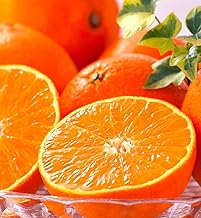 (Exquisite) Premium Mandarin Orange "Setoka" Approx. 4.0 lbs (1.8 kg), Sugar Content: Approx. 28.7 - 14°F (13 - 14 °C), Ehime Prefecture, Sugar Sensor Identification, Gift, Gift Box, Gift Box, Best