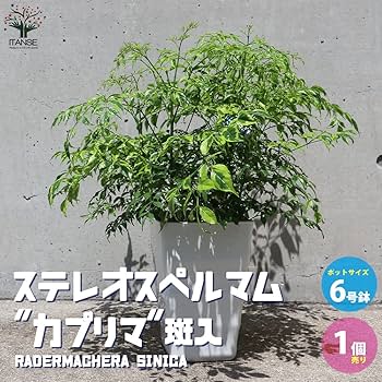 変葉木様　専用‼️ 希少　ステレオスペルマム　白斑入り Amazon.co.jp: ステレオスペルマム レモンライム 3号ポット 8個