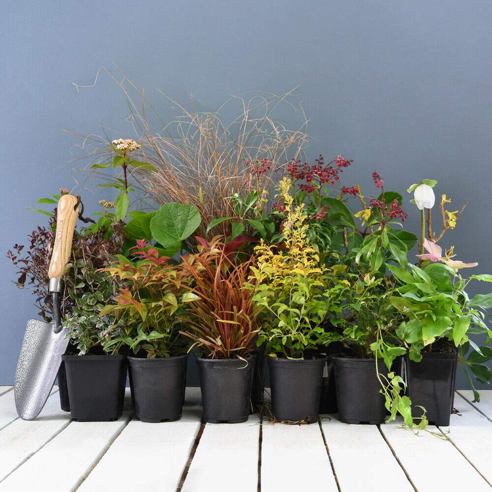 Mixed Garden Shrubs Established Hardy Border Plants, Lucky Dip x5 in 9cm Pot (5)