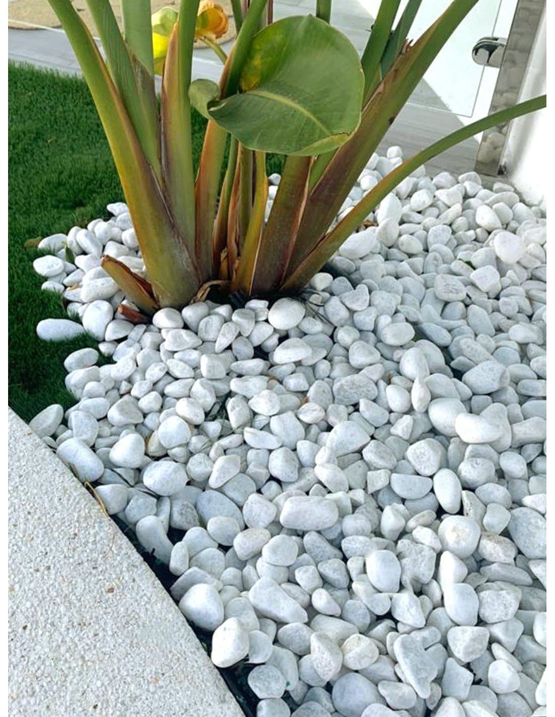 Jardin202 - Piedras de Canto Rodado Blanco 25kg – Decoración Jardín Exterior y Macetas | Tamaños 20/25, 20/40 y 40/60 mm | 20/25 -