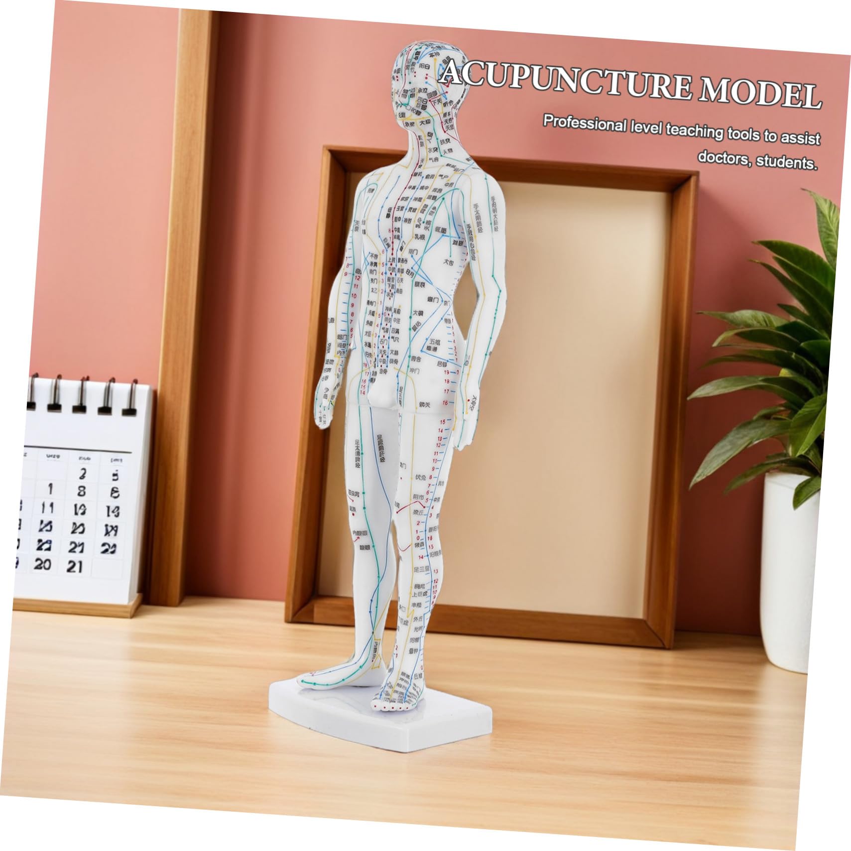 SHERCHPRY Model Anatomiczny Akupunktury Męski Realistyczna Makieta Meridianów i Punktów Uciskowych Trwały Manekin Do Nauki i Treningu Akupunkturzystów Pomoc Dydaktyczna dla Medycyny