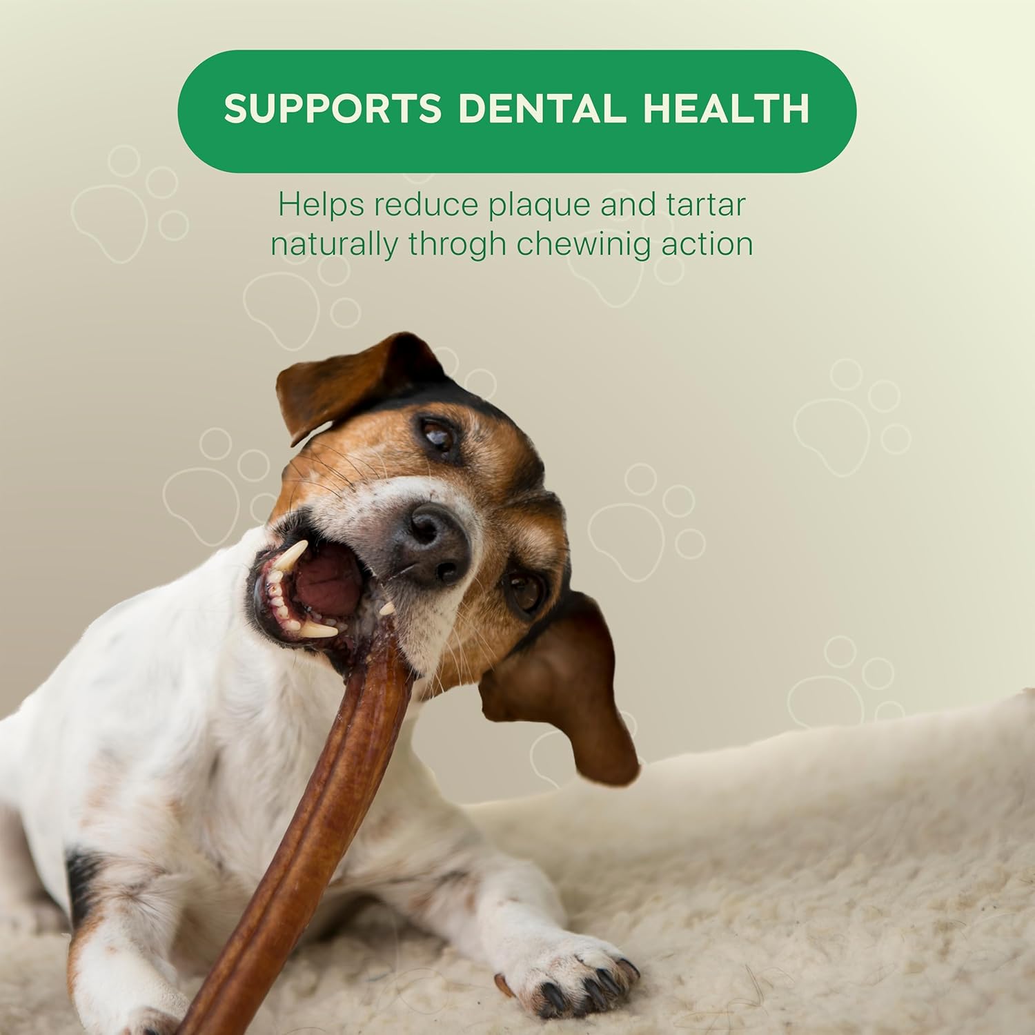 MASSTICK Normal Bully Sticks for Dogs 12 Inch – Thick Minimal Odor Beef Dog Chews – Fully Digestible Chew Sticks for Medium, Large & Extra Large Dogs – 8oz