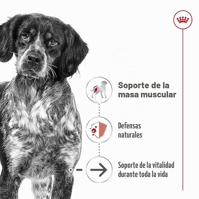 Foto 2 de 8 de Royal Canin Comida para perros Medium Ageing +10 15kg