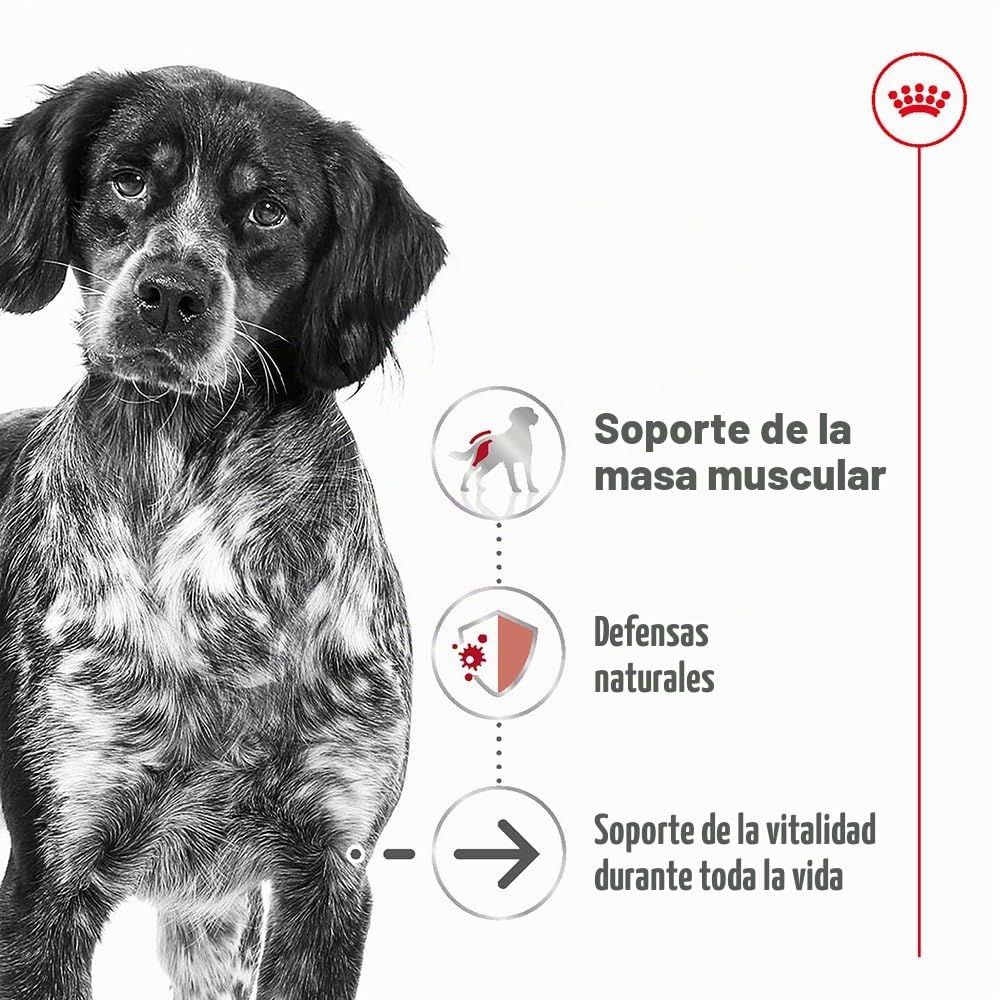 Royal Canin Comida para perros Medium Ageing +10 15kg